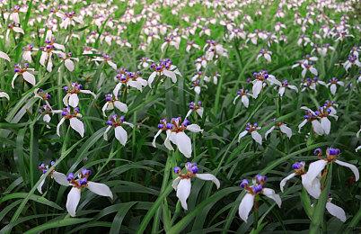 《黏土之子》PC免费发布 恐怖古代遗物调查